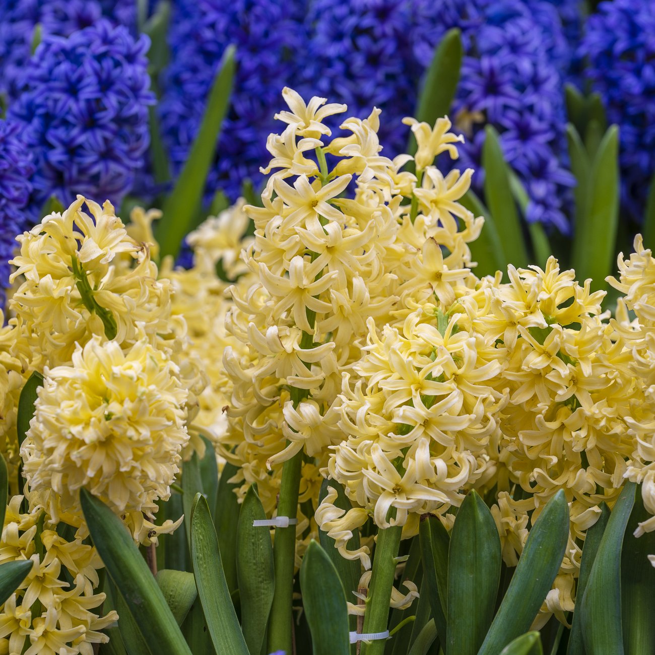 Obrázok Hyacint (Hyacinthus orientalis) ´YELLOWSTONE´ - 1 cibuľka v kvetináči, kont. C2L (žltý)
